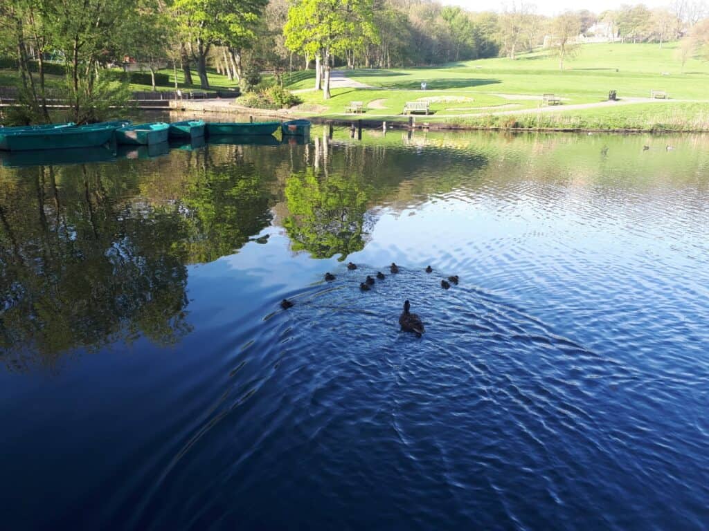 12 Duck Facts for kids - Mother duck with her raft of 10 ducklings at Shibden Park, Halifax